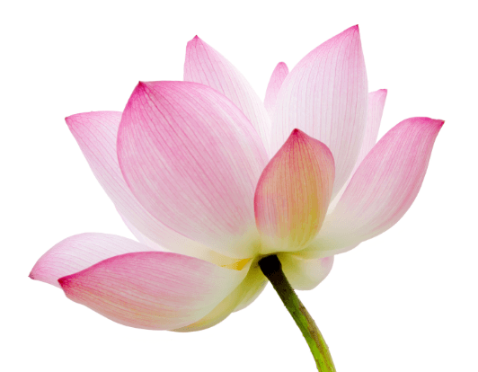 lotus3